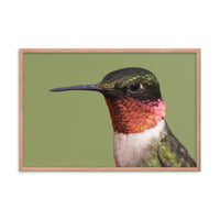 Close-up Ruby-throated Hummingbird Animal Wildlife Photograph Framed Wall Art Prints
