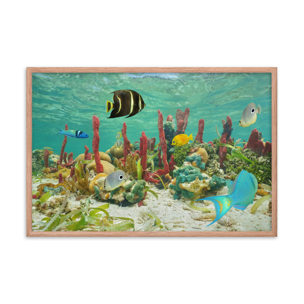 Colorful Tropical Fish Marine Life Coral Reef Caribbean Sea Water Animal Wildlife Photograph Framed Wall Art Print