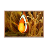 Close-up Orange Tropical Clownfish Face in Coral Animal Wildlife Photograph Framed Wall Art Print