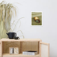 Dreamy Beach Sea Shells Coastal Nature Photo Framed Wall Art Print