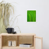 Leaves of Canna Lily Botanical Nature Photo Framed Wall Art Print