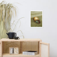 Dreamy Beach Sea Shells Coastal Nature Photo Framed Wall Art Print
