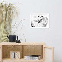 High Key Lily Black and White Floral Nature Photo Framed Wall Art Print