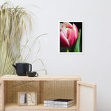 Pink and White Tulip Floral Nature Photo Framed Wall Art Print