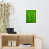 Leaves of Canna Lily Botanical Nature Photo Framed Wall Art Print