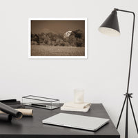 Abandoned Barn In The Trees Sepia Framed Photo Paper Wall Art Prints