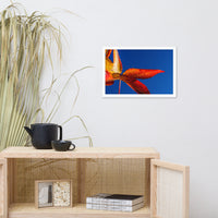 Fall Colors Botanical Nature Photo Framed Wall Art Print