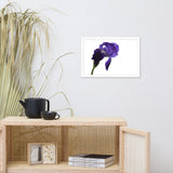 Iris On White Floral Nature Photo Framed Wall Art Print