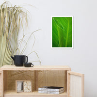 Leaves of Canna Lily Botanical Nature Photo Framed Wall Art Print