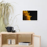 Sunflower in Corner Floral Nature Photo Framed Wall Art Print