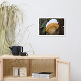 Snow Fungus Botanical Nature Photo Framed Wall Art Print