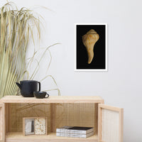 States of Erosion Image 9 Whelk Shell Coastal Nature Photo Framed Wall Art Print