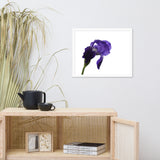 Iris On White Floral Nature Photo Framed Wall Art Print