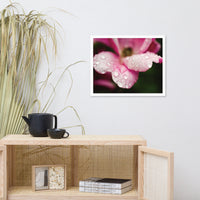 Raindrops on Wild Rose Color Floral Nature Photo Framed Wall Art Print