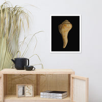 States of Erosion Image 9 Whelk Shell Coastal Nature Photo Framed Wall Art Print