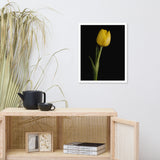 Yellow Tulip on Black Floral Nature Photo Framed Wall Art Print
