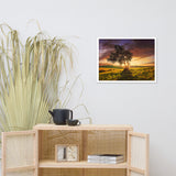 Countryside Olive Tree Sunset Landscape Photo Framed Wall Art Print