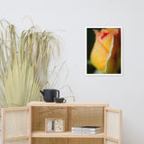 Dew on Yellow Rose Floral Nature Photo Framed Wall Art Print