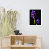 Iris on Black Floral Nature Photo Framed Wall Art Print