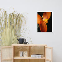 Orange Canna at Longwood Gardens Floral Nature Photo Framed Wall Art Print