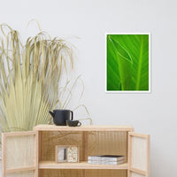 Leaves of Canna Lily Botanical Nature Photo Framed Wall Art Print