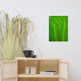 Leaves of Canna Lily Botanical Nature Photo Framed Wall Art Print