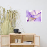 Soft Focus Iris Petals Floral Nature Photo Framed Wall Art Print