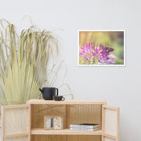 Spider Flower in Glory Light With Spotted Moth Floral Nature Photo Framed Wall Art Print