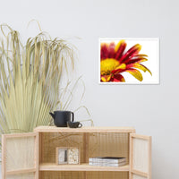 Water Droplets On Mum Petals Floral Nature Photo Framed Wall Art Print