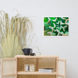 Succulent Botanical Nature Photo Framed Wall Art Print