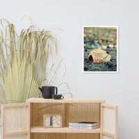 Shell at Bowers 2 Coastal Nature Photo Framed Wall Art Print