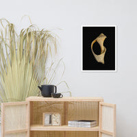 States of Erosion Image 2 Whelk Shell Coastal Nature Photo Framed Wall Art Print