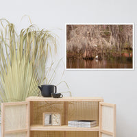 Ibis In The Cypress Trees Backwoods Coastal Landscape Photo Framed Wall Art Prints