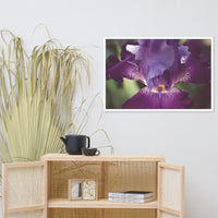 Glowing Iris Moody Midnight Floral Nature Photo Framed Wall Art Print