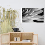 Droplets on Petals Black and White Floral Nature Photo Framed Wall Art Print