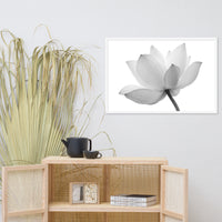 Lotus Flower Black and White Floral Nature Photo Framed Photo Paper Poster