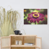 Moody Young-And-Old Age Pink Zinnia Flower Bloom Floral Nature Photo Framed Wall Art Print