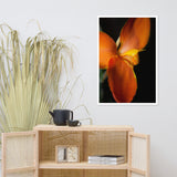 Orange Canna at Longwood Gardens Floral Nature Photo Framed Wall Art Print
