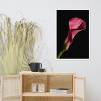 Pink Calla Lily Flower on Black Floral Nature Photo Framed Wall Art Print