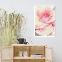 Softened Rose Floral Nature Photo Framed Wall Art Print