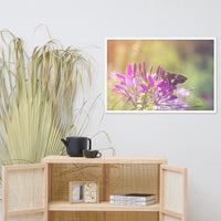 Spider Flower in Glory Light With Spotted Moth Floral Nature Photo Framed Wall Art Print