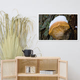 Snow Fungus Botanical Nature Photo Framed Wall Art Print
