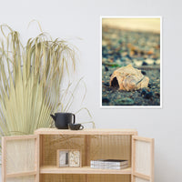 Shell at Bowers 2 Coastal Nature Photo Framed Wall Art Print