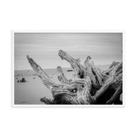 Driftwood on Boneyard Beach Florida 4 Black and White Coastal Landscape Photo Framed Wall Art Print