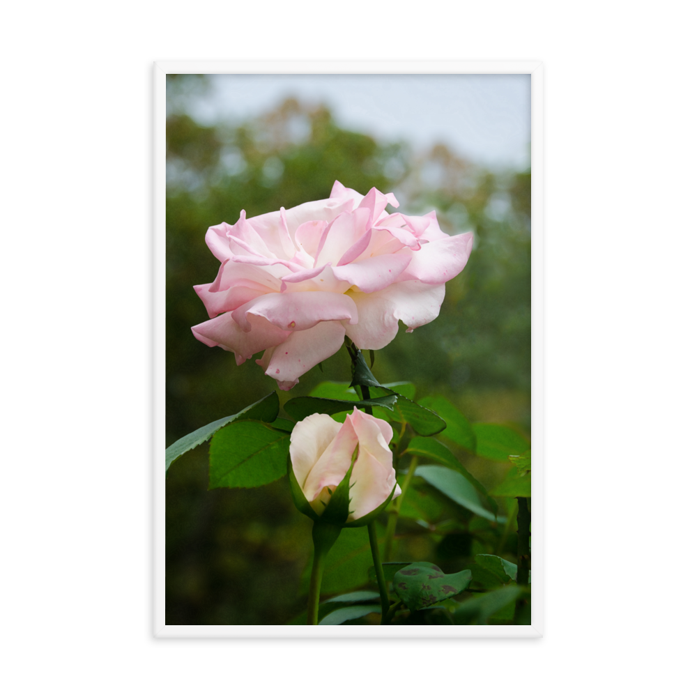 Floral Gallery Wall: Admiration - Pink Rose Floral / Botanical / Nature Photo Framed Wall Art Print - Artwork - Wall Decor - Home Decor