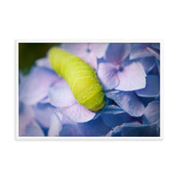 Actias Luna Larvae on Hydrangea Floral Nature Photo Framed Wall Art Print