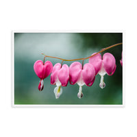 Be Still My Bleeding Heart Floral Nature Photo Framed Wall Art Print