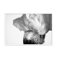 Bold Iris on White Black and White Floral Nature Photo Framed Wall Art Print