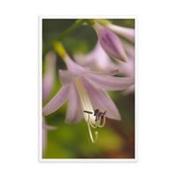 Close-up Hosta Bloom Floral Nature Photo Framed Wall Art Print