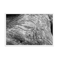 Dead Tree Boneyard Beach Florida Texture Close-up 2 Black and White Rustic Nature Photo Framed Wall Art Print